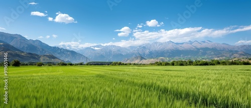  A landscape of verdant grass before mountains, blue sky overhead, clouded with whites