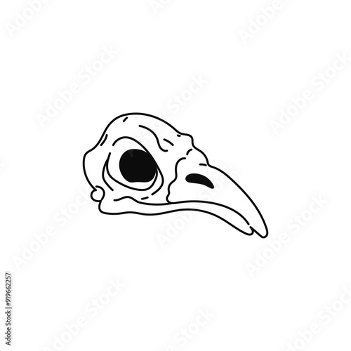 Bird skull black line art vector icon, eagle scull braincase bones, Wicca pagan faith symbol, esoteric and occult item