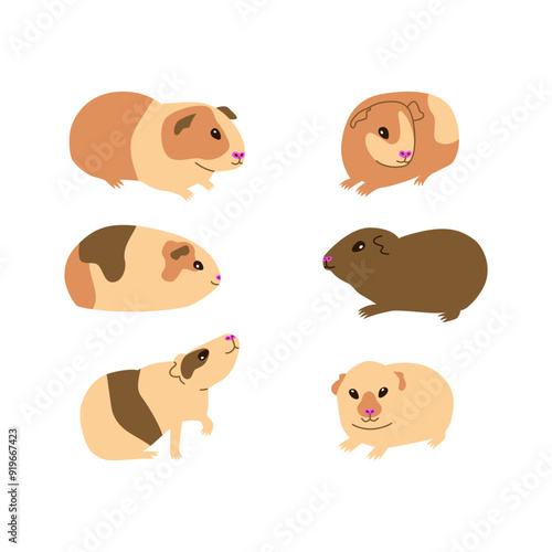 Guinea pigs, flat vector illustration, different guinea pig breeds set, cute rodent clipart on white background