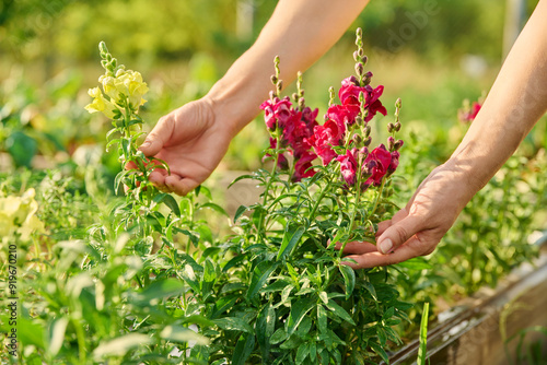 Close up of woman holding flowering Antirrhinum plant