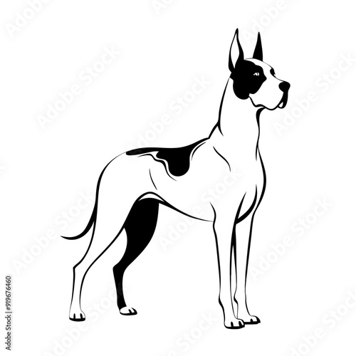 great dane dog standing proudly, black and white coat, pointed ears, line art 