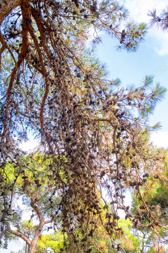 Fototapeta premium pine cones on the branches in the forest