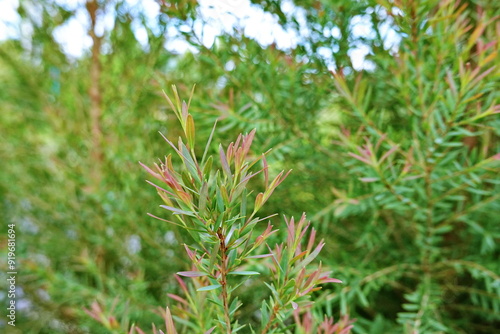 Melaleuca bracteata macro leaves small world 