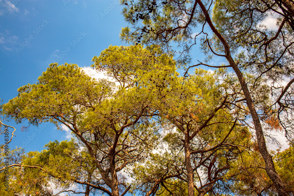 trees under cloudy the sky in the forest trees under cloudy the sky in the forest