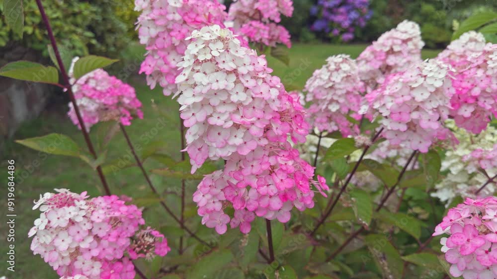Panicle hydrangea Paniculata 'Framboisine Rensam' in flower in mid Summer Panicle hydrangea Paniculata 'Framboisine Rensam' in flower in mid Summer