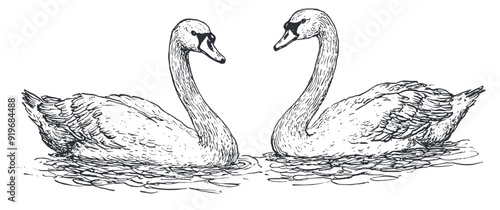 vintage hand-drawn ink sketch of two geese facing each other in water, vector, black only