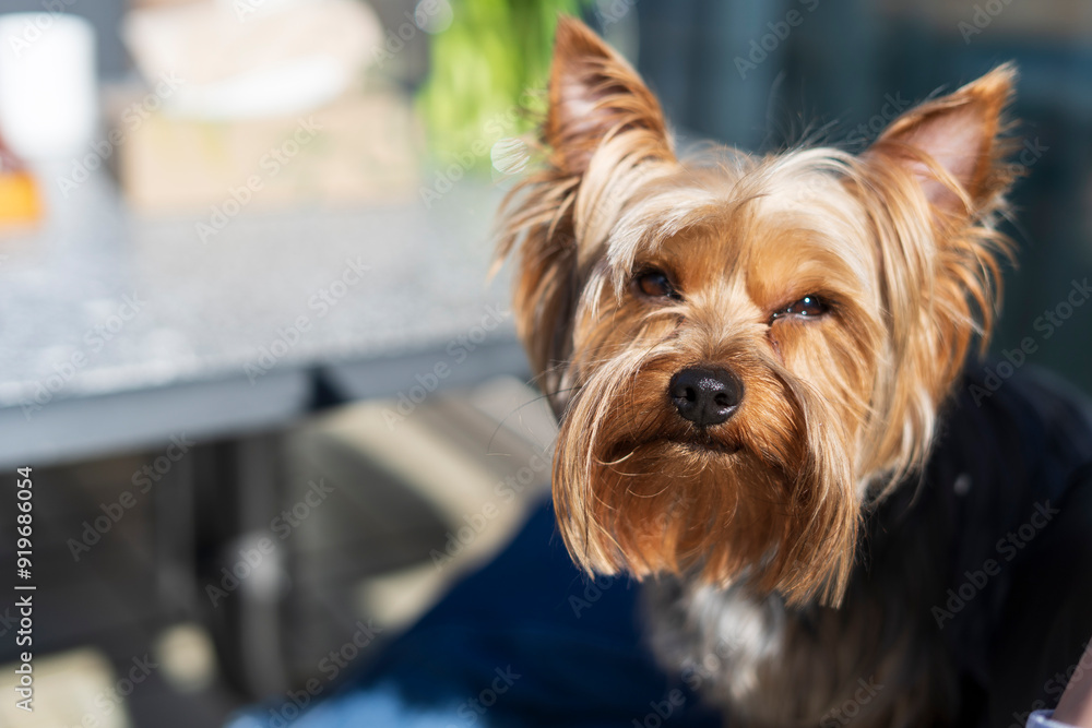 A small Yorkshire Terrier basking in the sun. Concept of a happy dog life A small Yorkshire Terrier basking in the sun. Concept of a happy dog life