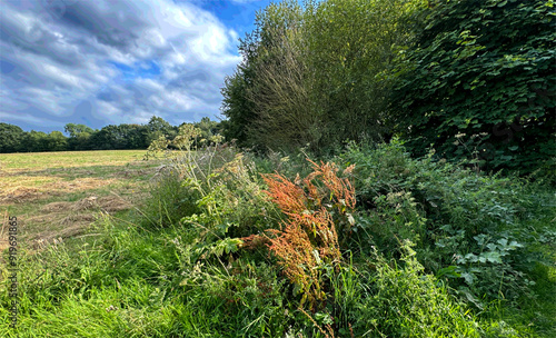 Lush greenery and wild plants dominate the foreground, giving way to an open fields. Trees and bushes create a dense border around the field, hinting at of a woodland area in, Mirfield, UK photo