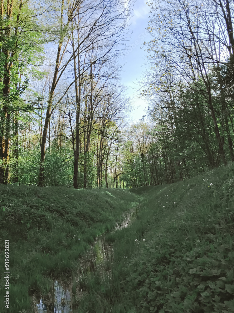Obraz premium A forest path with a stream running through it