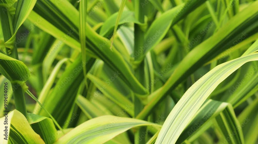 Long leaves of the Phalaris arundinacea plant. Reed canary grass. Long leaves of the Phalaris arundinacea plant. Reed canary grass.