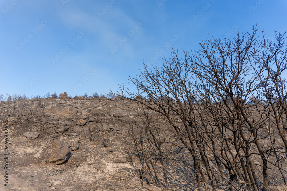Trees burned on a wildfire