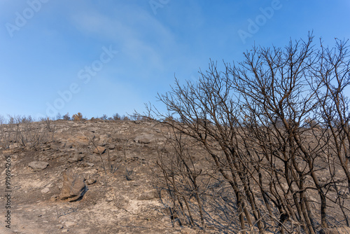 Obraz na płótnie Trees burned on a wildfire w salonie