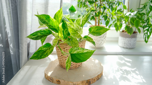 The potted plant golden epipremnum stands on a wooden stand on a table near the window in a bright room. The plant is bathed in soft natural light, casting shadows on the stand.