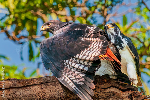 Augur Buzzard and Mate on Large Tree Limb photo