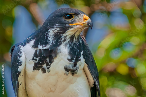 Augur Buzzard Close-up