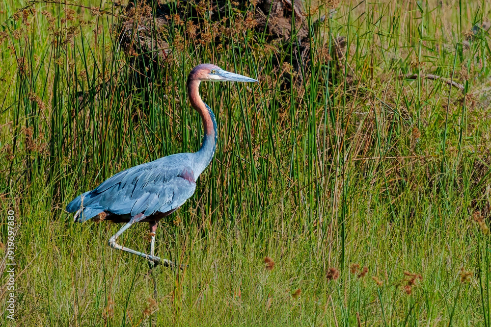 Goliath Heron Walking Through a Wetland Area Goliath Heron Walking Through a Wetland Area