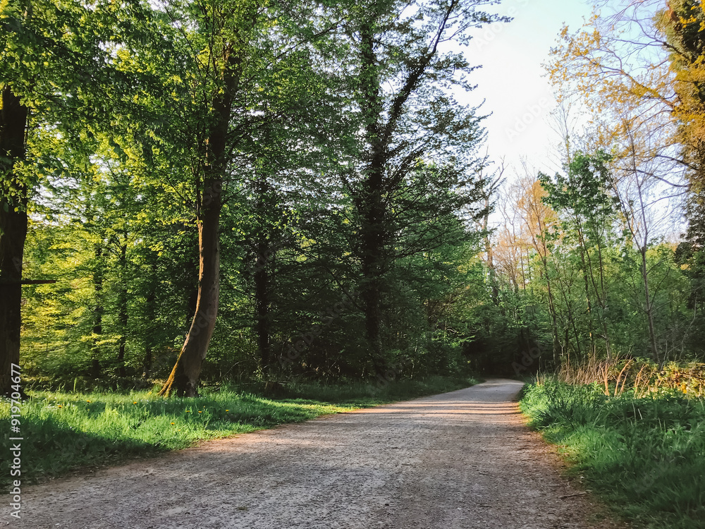 Fototapeta premium A dirt road with trees on either side