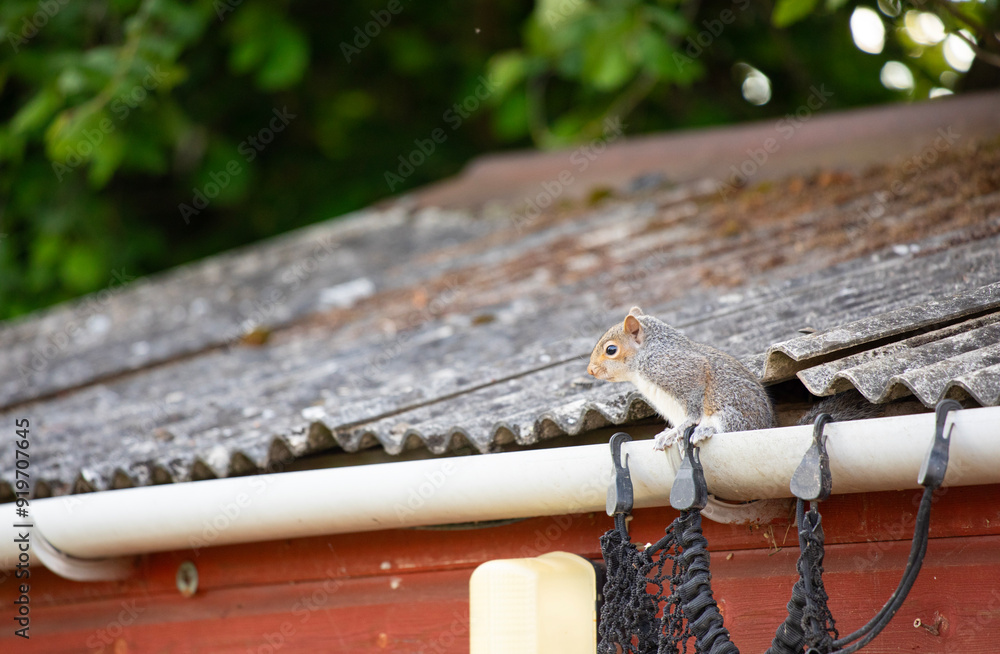 Obraz premium Cute squirrel on gutter in a shed 