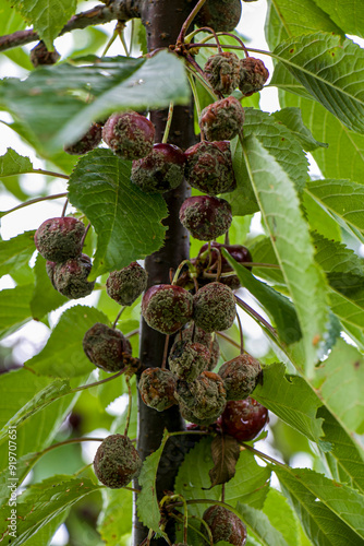фотографія Fruit rot on red cherry