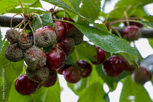 Billede på lærred Fruit rot on red cherry