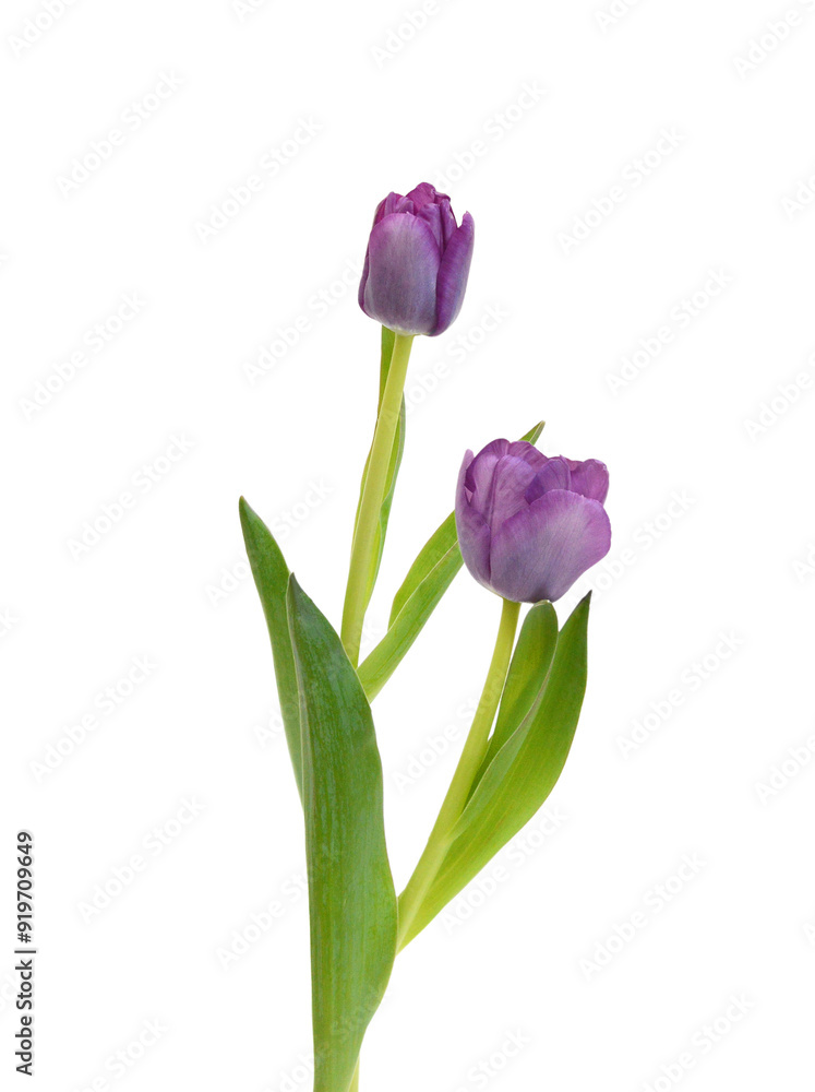 Colorful tulip flowers isolated on white Colorful tulip flowers isolated on white
