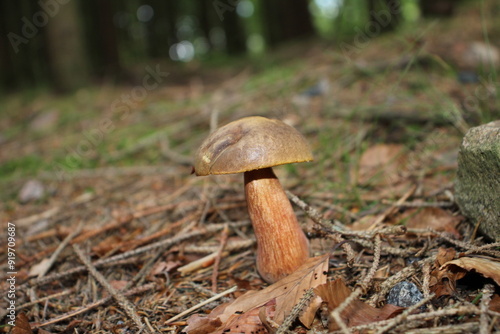 Waldpilz