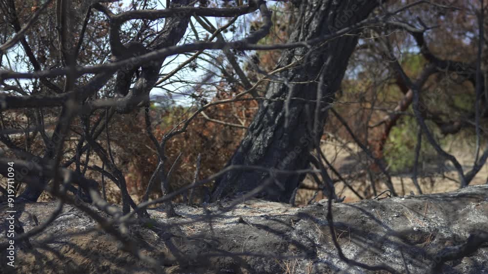 Branches of a burnt tree after a forest fire in Antalya Turkey
