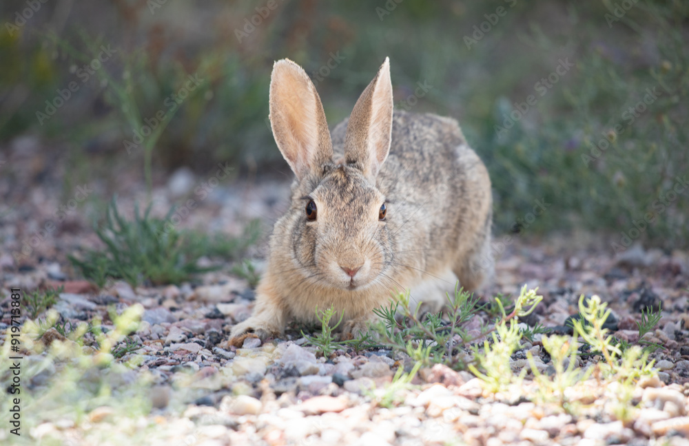 Wild rabbit on alert in wild fields Wyoming Wild rabbit on alert in wild fields Wyoming