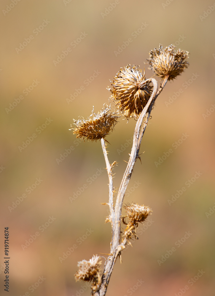 Wild spiky plants with blurred background Wild spiky plants with blurred background