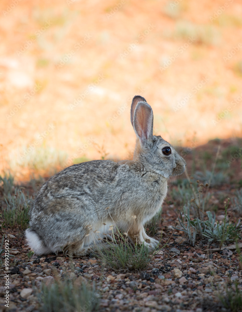 Fototapeta premium Wild rabbit in Wyoming profile view