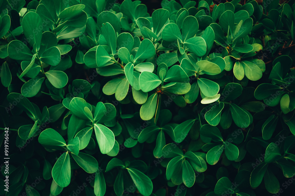 green leaves of a plant green leaves of a plant