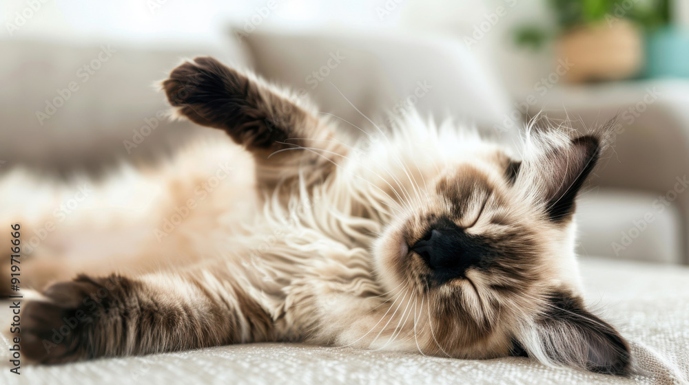 Cute and fluffy cat relaxing on a soft couch, showcasing a peaceful and cozy indoor atmosphere. Cute and fluffy cat relaxing on a soft couch, showcasing a peaceful and cozy indoor atmosphere.