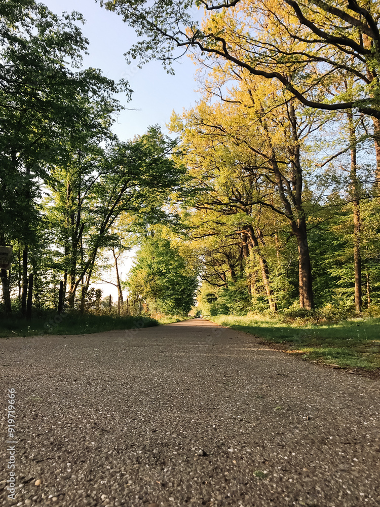 Obraz premium A road with trees on either side