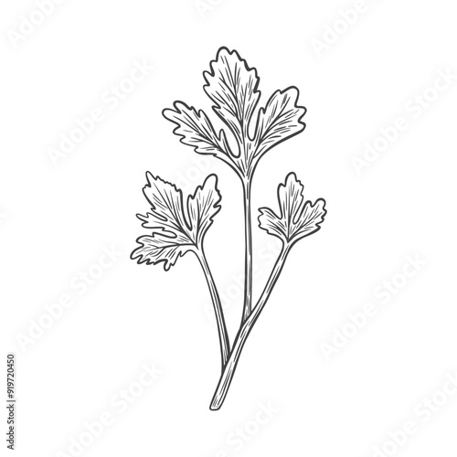 Sketch drawing of Cilantro, Coriander in retro style.