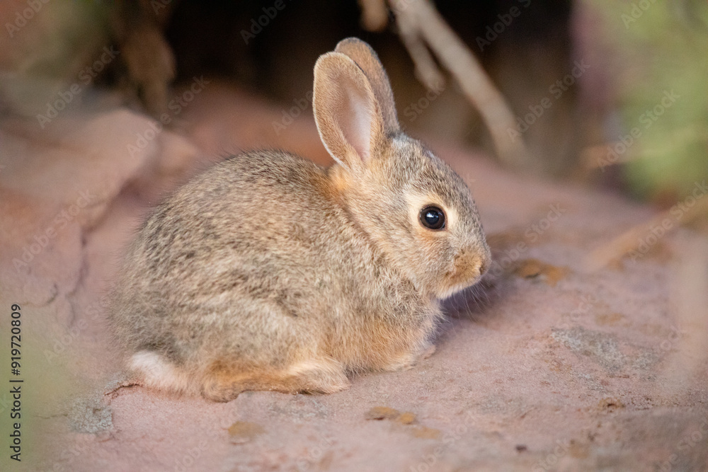 Cute baby rabbit in the wilderness, profile view Cute baby rabbit in the wilderness, profile view