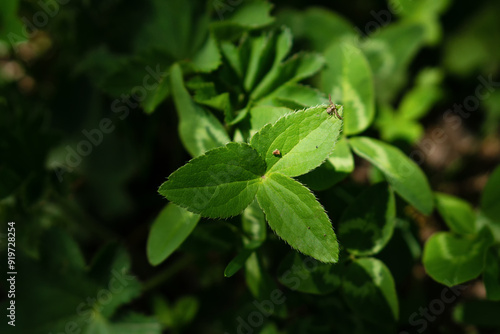 Wallpaper Mural Green leaves with small spider on one leaf. Torontodigital.ca