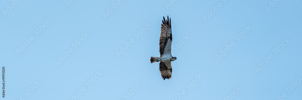 Flying osprey in front of a blue sky Flying osprey in front of a blue sky
