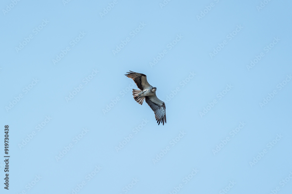 Flying osprey in front of a blue sky