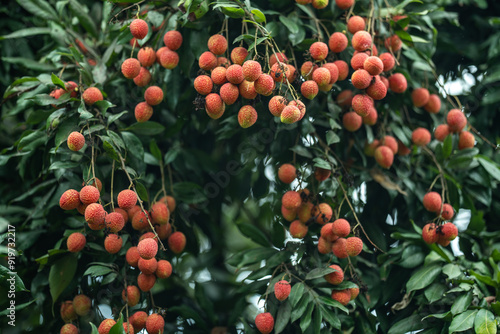 Ripe lychees in lychee garden, orchard. Vibrant colors and juicy sweetness of this tropical delight, straight from the orchard to your table. Lychee, Litchi, Lichee, fruit