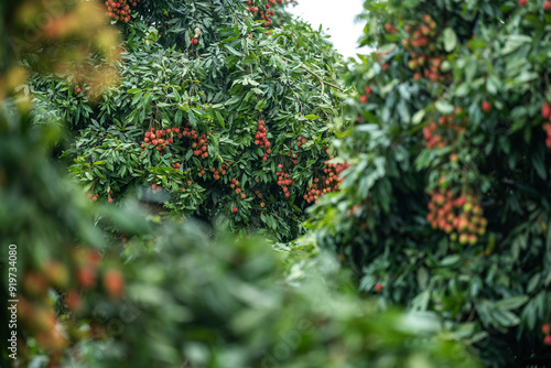 Ripe lychees in lychee garden, orchard. Vibrant colors and juicy sweetness of this tropical delight, straight from the orchard to your table. Lychee, Litchi, Lichee, fruit