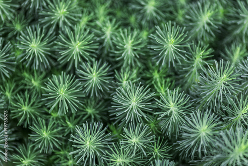 top view of the background of cypress milkweed growing close to each other photo