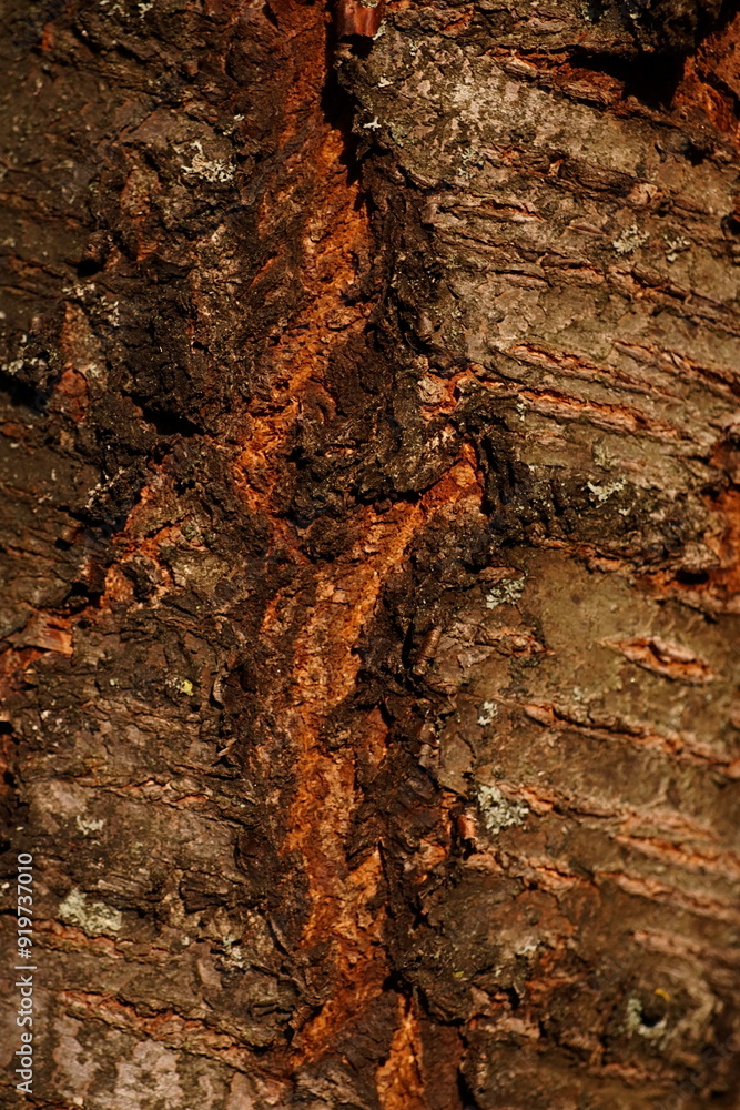 Tree bark texture; cherry bark; Prunus Cerasus Tree bark texture; cherry bark; Prunus Cerasus