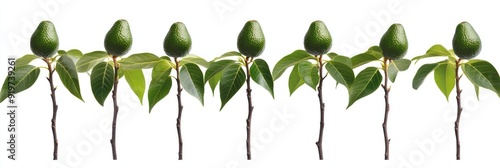 Seven small avocado trees with green leaves and a single fruit on each branch isolated on white. photo