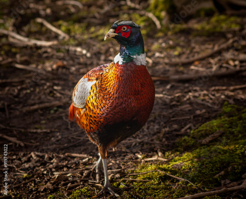 Wallpaper Mural Male pheasant walking on the forest with sun shining on its feathers Torontodigital.ca