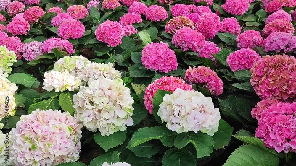 The garden has stunning pink hydrangea flowers, making a serene and picturesque landscape The garden has stunning pink hydrangea flowers, making a serene and picturesque landscape