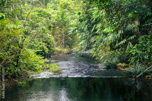 Fotografie A small secret river dividing the jungle into two parts