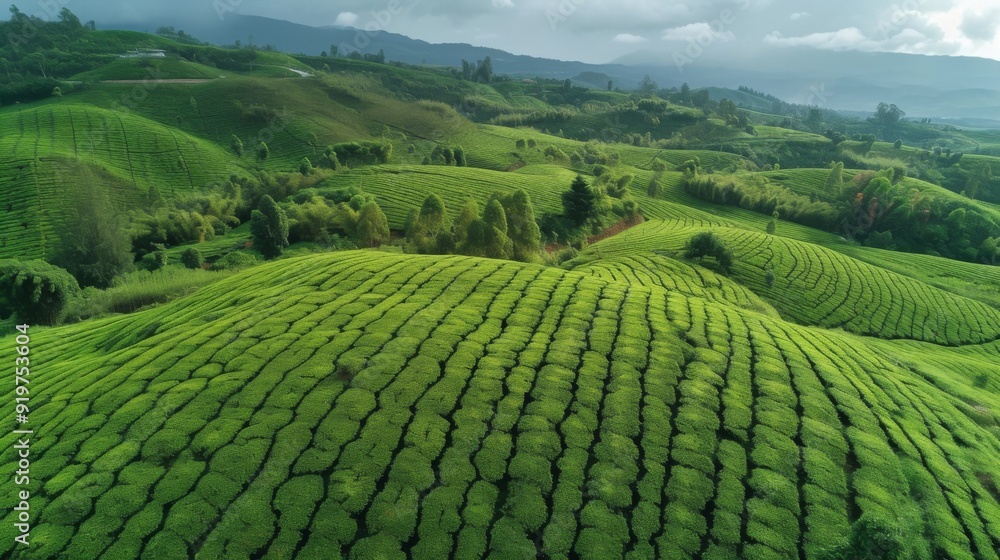 An aerial view of a lush tea garden with neatly arranged tea bushes on rolling hills An aerial view of a lush tea garden with neatly arranged tea bushes on rolling hills