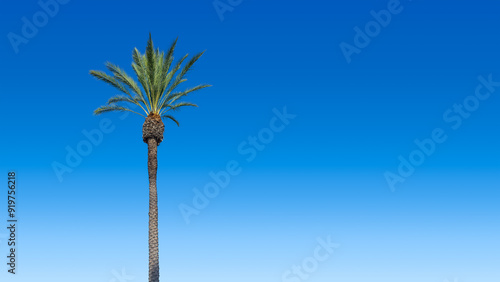 Fotografie A single tall resort style trimmed palm tree with clear blue sky
