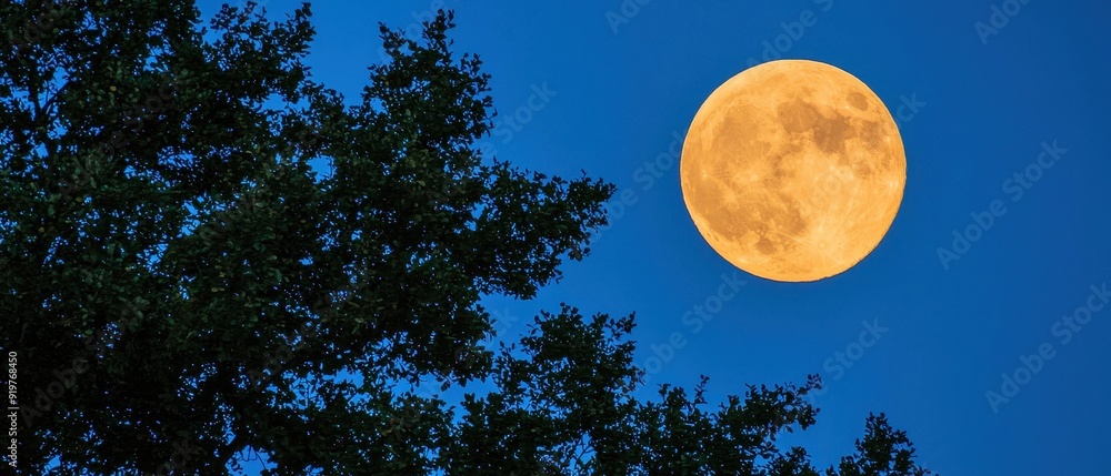 Full moon rising above the treetops Full moon rising above the treetops
