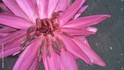 Malarikkal Pink Water Lily Flowers at Temple of the Tooth (Sri Dalada Maligawa), Kandy, Sri Lanka. photo